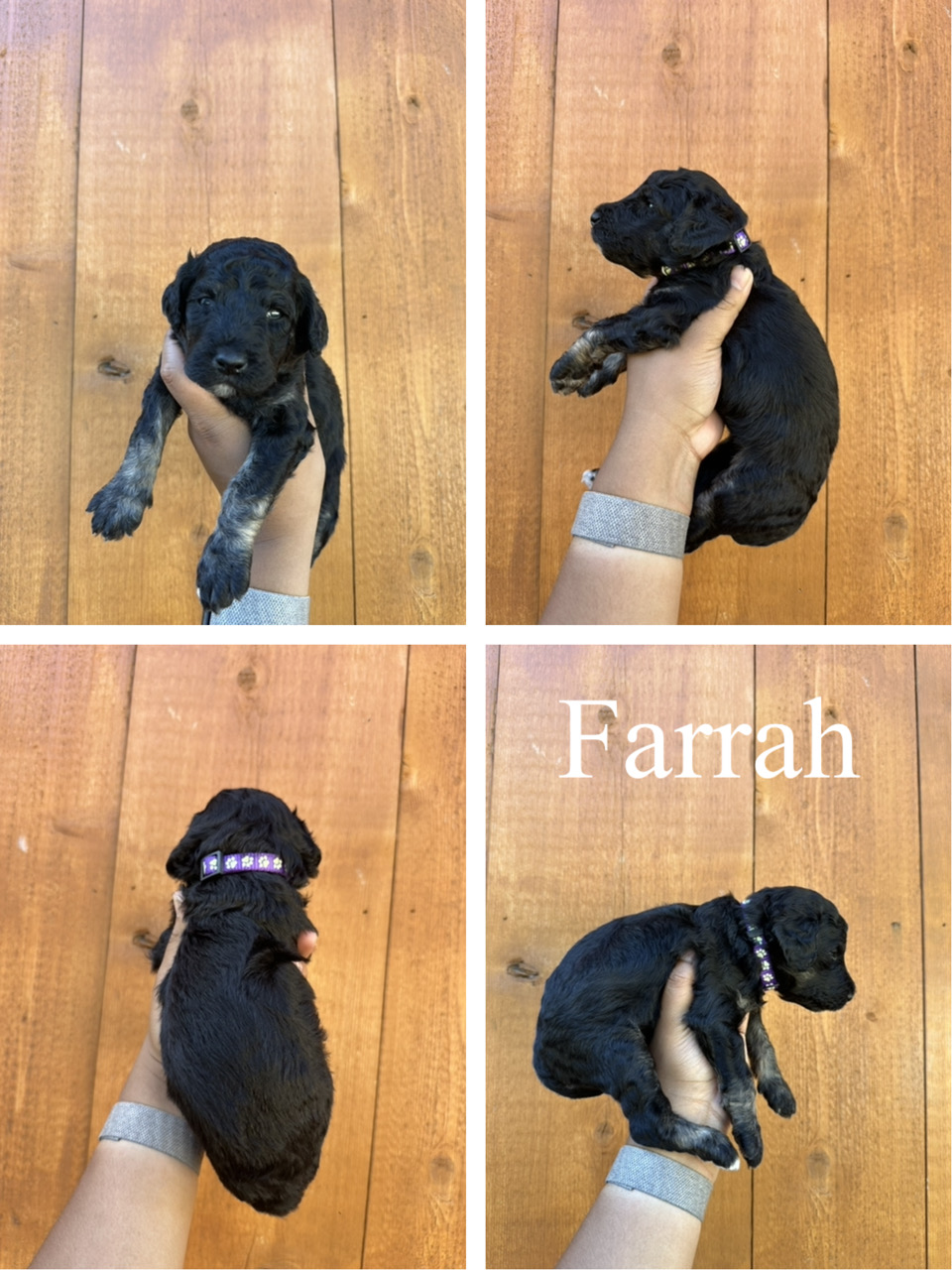 Farrah (Purple Collar) 2